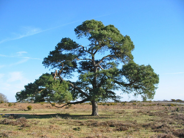Photo 6"x4" Scots Pine, near Wilverley Inclosure, NewForest National Park, Hampshire Mead End\/SZ2698 c2008