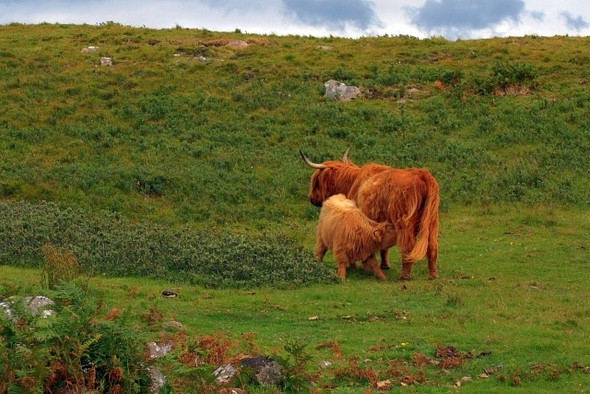 Photo 6"x4" Rough Pasture, Altandhu Brae of Achnahaird c2008