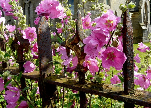 Photo 6"x4" Lavatera on the fence, near Fearn Fearn c2008