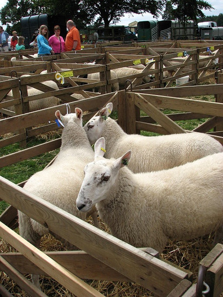 Photo 6"x4" A day at the Aylsham Show - sheep pens Aylsham c2008