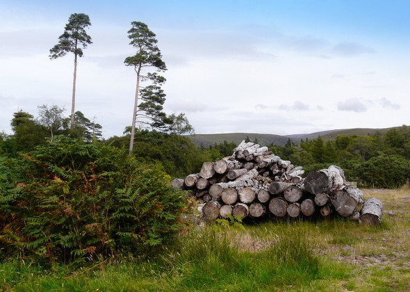 Photo 6"x4" Log pile near Applecross House Applecross c2008