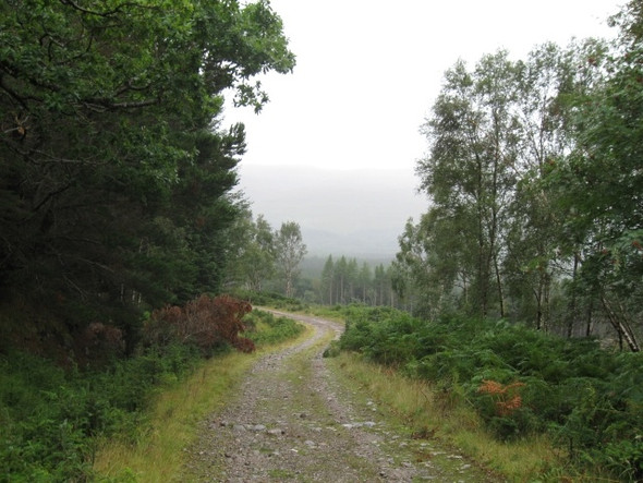 Photo 6"x4" Forestry track above Craigag Lodge, Ardgour opposite Glenfinnan c2008