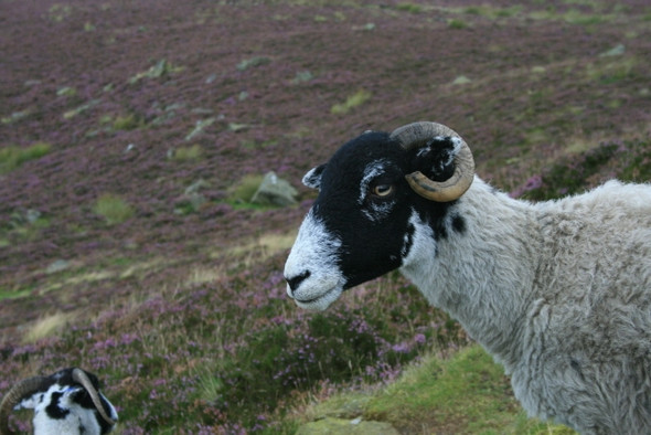Photo 6"x4" Sheep on Win Hill Ashopton c2008