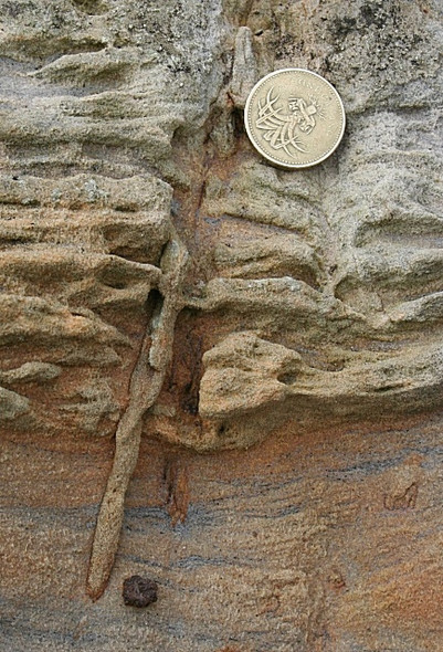 Photo 6"x4" Fossil Root Pittenweem c2008