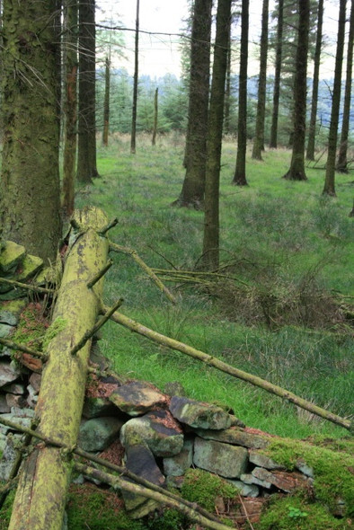 Photo 6"x4" Fallen tree on Wall Edale End c2008