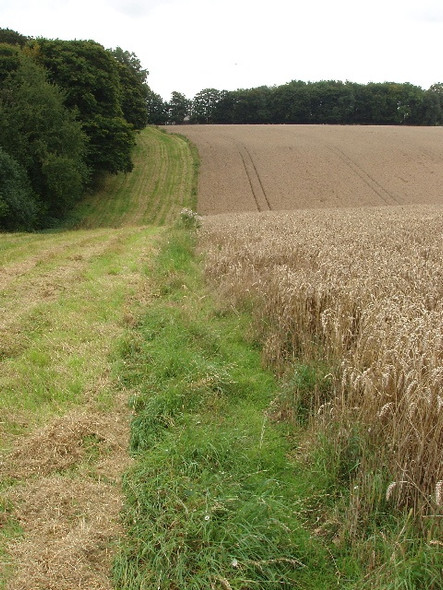 Photo 6"x4" Barley by Hillgreen Wood, near Marlow Bottom Booker c2008