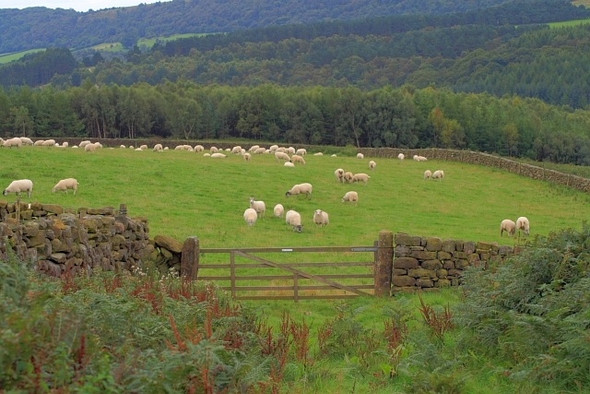 Photo 6"x4" Field with Sheep Mitchell Hagg c2008