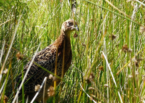 Photo 6"x4" Young pheasant Achrimsdale c2008
