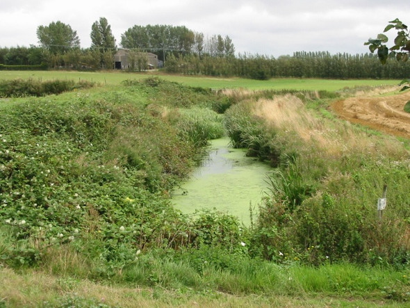 Photo 6"x4" Looking E along the Durlock Stream Groves\/TR2657 c2008