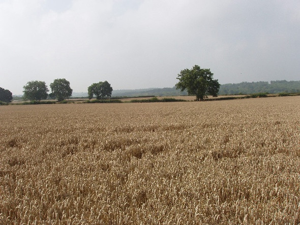 Photo 6"x4" Corn field by the B482 near Lane End Booker c2008