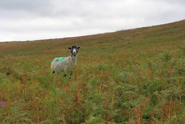 Photo 6"x4" Moorland West of Rudland Rigg Low Mill\/SE6795 c2008