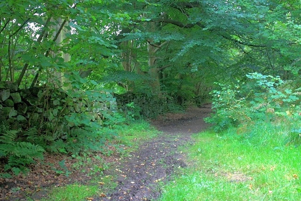 Photo 6"x4" Public Footpath Near Woodend Plantation Lowna c2008
