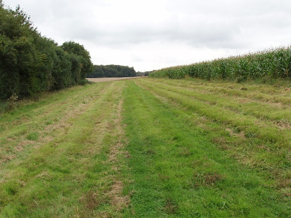 Photo 6"x4" Maize near Hillgreen Wood Booker c2008