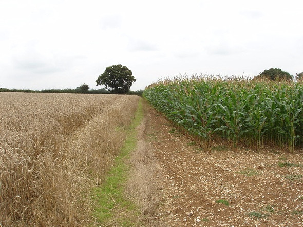 Photo 6"x4" Maize and barley near Handy Cross Booker c2008