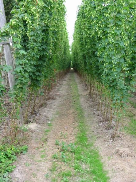 Photo 6"x4" View along a row of hops Durlock\/TR2757 c2008
