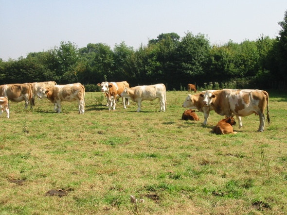 Photo 6"x4" Field of cows between the old and new A256 roads Ashley\/TR3048 c2008