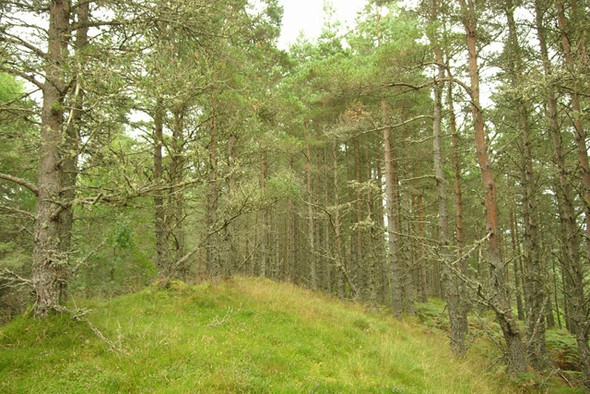 Photo 6"x4" Rocky knoll, Boblainy Forest Eskadale c2008