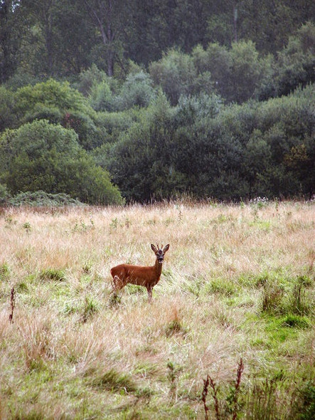 Photo 6"x4" Roe buck Kettlestone c2008