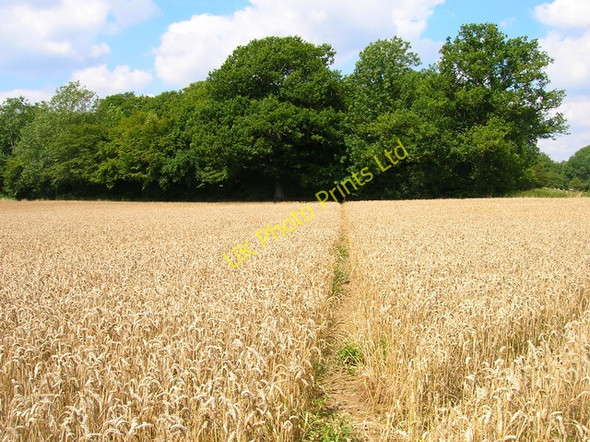 Photo 6"x4" Footpath to Newbridge Wood Witherenden Hill c2007