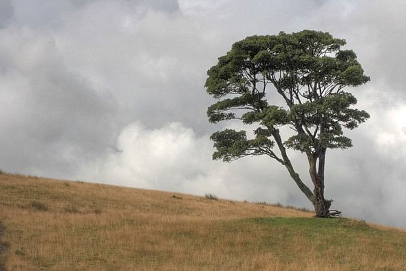 Photo 6"x4" Isolated Tree, Cockfield Fell Esperley Lane Ends c2008