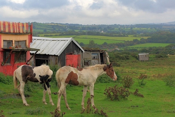 Photo 6"x4" Foals and Abandoned Pigeon Crees Esperley Lane Ends c2008