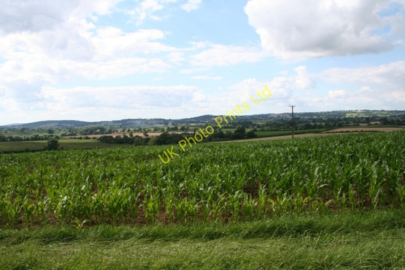 Photo 6"x4" Maize Field near Peg's Farm Staplow c2007