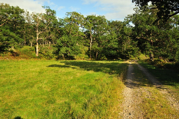 Photo 6"x4" Mature woodland in Cona Glen Allt a' Chnaip c2008