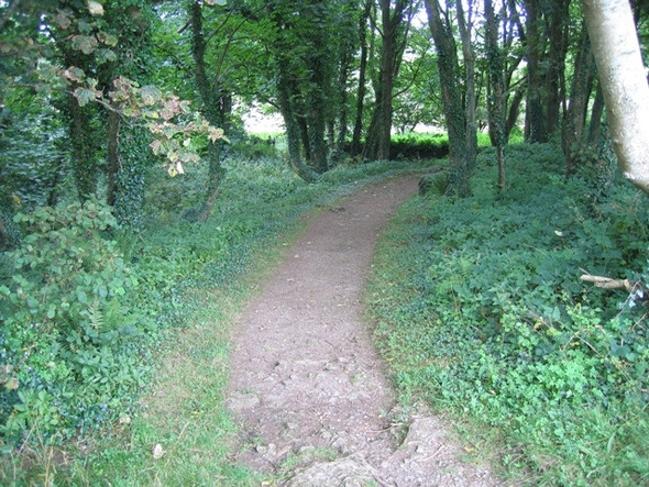 Photo 6"x4" Footpath through the trees at Din Lligwy Brynrefail\/SH4886 c2008