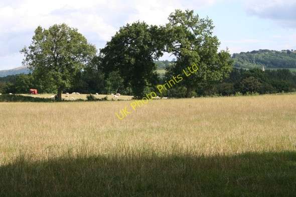 Photo 6"x4" Pasture near Bosbury House Coddington\/SO7142 c2007