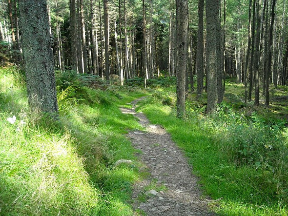 Photo 6"x4" Path in Strathyre Forest Strathyre\/NN5617 c2008 P1