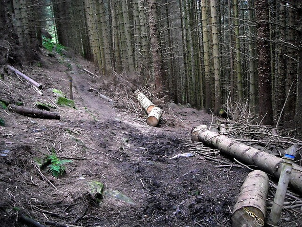 Photo 6"x4" Paths in Strathyre Forest Strathyre\/NN5617 c2008