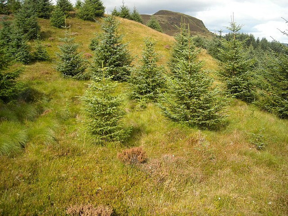 Photo 6"x4" Young Trees on Tom na h-Iolaire Strathyre\/NN5617 c2008