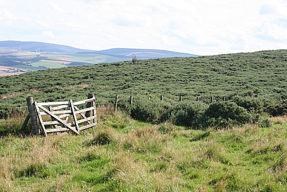 Photo 6"x4" Whins on Clashmach Hill Craighead\/NJ4940 c2008