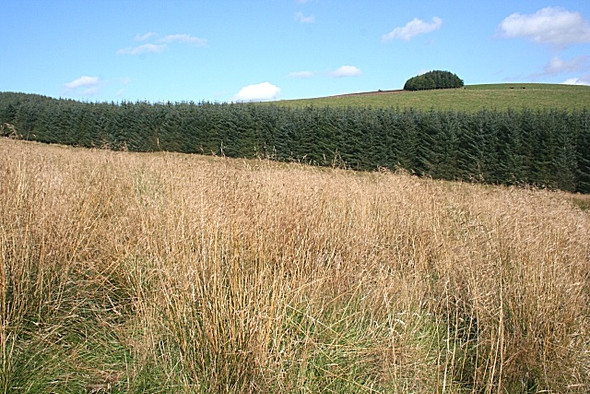 Photo 6"x4" Shelter Belts Bridgend\/NJ5135 c2008