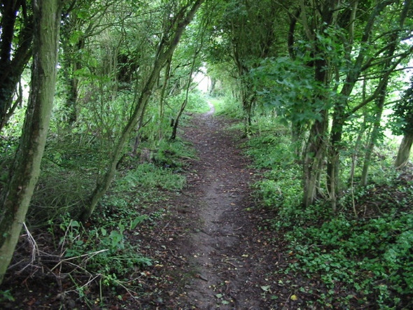 Photo 6"x4" Small section of cover on the Elham Valley Way Elham c2008