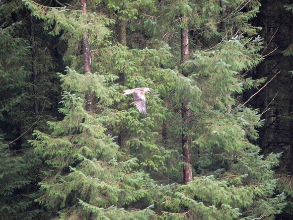 Photo 6"x4" Red kite at Nant yr Arian Cwmbrwyno c2008