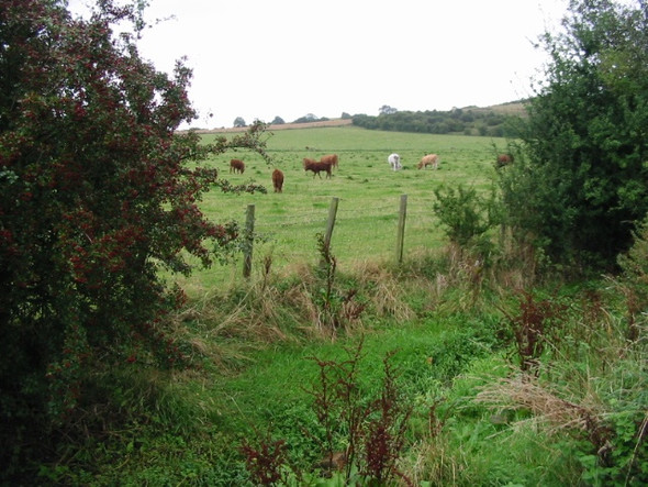 Photo 6"x4" The Nailbourne and cattle Lyminge c2008