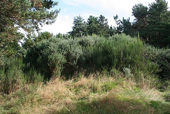 Photo 6"x4" Carrieclerach Long Cairn Rathven c2008