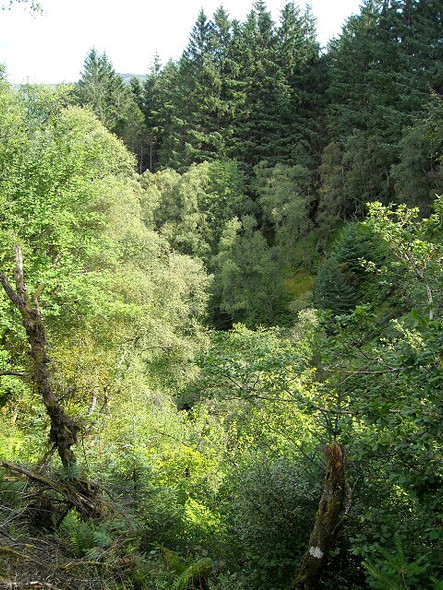 Photo 6"x4" Gorge in Strathyre Forest Ardchullarie More c2008