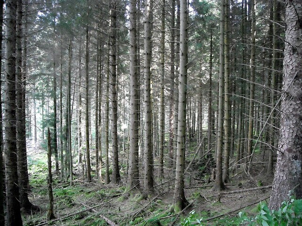 Photo 6"x4" Strathyre Forest Ardchullarie More c2008