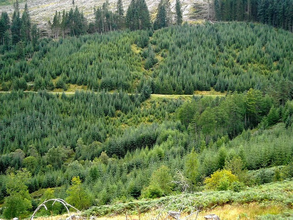 Photo 6"x4" Strathyre Forest Ardchullarie More c2008 P1