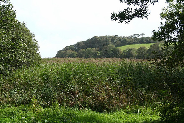 Photo 6"x4" Slapton: towards Hartshorn Plantation Slapton\/SX8245 c2008