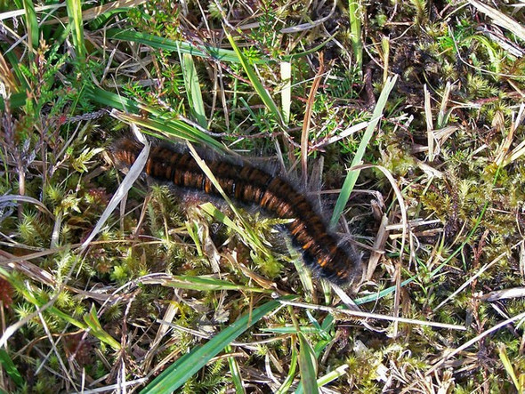 Photo 6"x4" Big, brown and hairy Peinmore\/NG4840 c2008