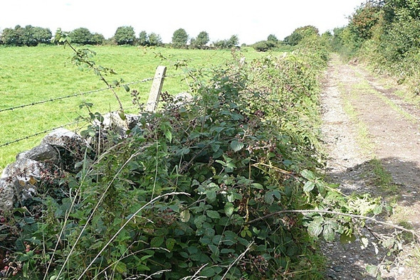 Photo 6"x4" Lane at Boleyduff Brideswell\/M9444 c2008