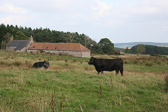 Photo 6"x4" Greystone and Bell Croft Kirktown of Deskford c2008