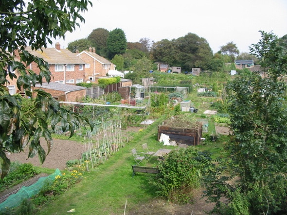 Photo 6"x4" Allotment gardens from Park Avenue Deal c2008