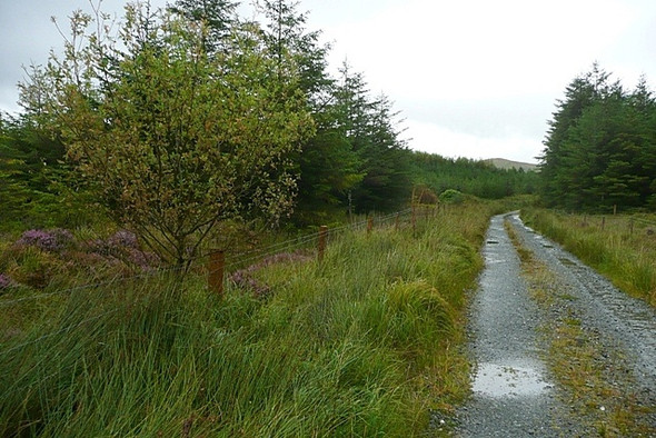 Photo 6"x4" In Lettershanbally forest Illion c2008