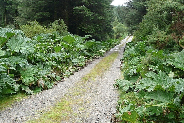 Photo 6"x4" Western Way descends towards Bunowen River Leenaun c2008