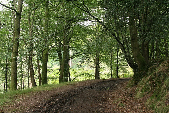 Photo 6"x4" Maker with Rame: woodland track 1 Cremyll c2008