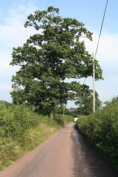 Photo 6"x4" Cullompton: Colebrooke Lane Colebrook c2008
